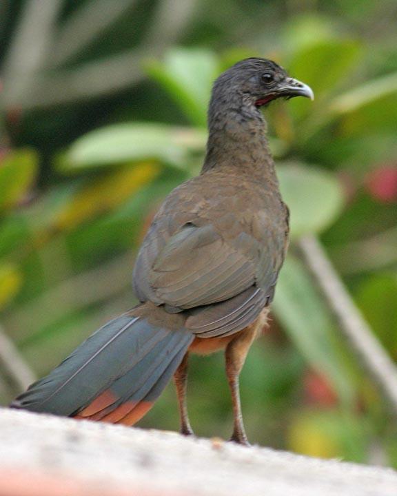 Rufous-vented Chachalaca Photo by Peter Boesman