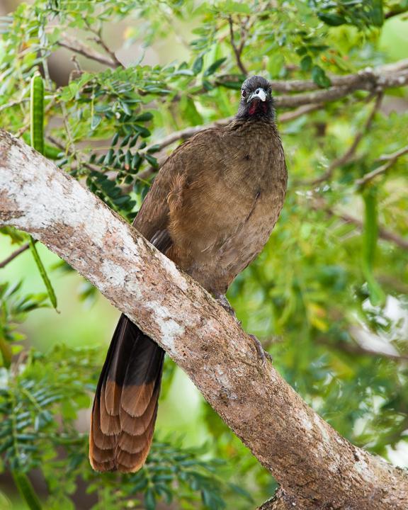 Rufous-vented Chachalaca Photo by Robert Lewis