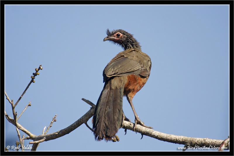 Rufous-bellied Chachalaca Photo by Rene Valdes