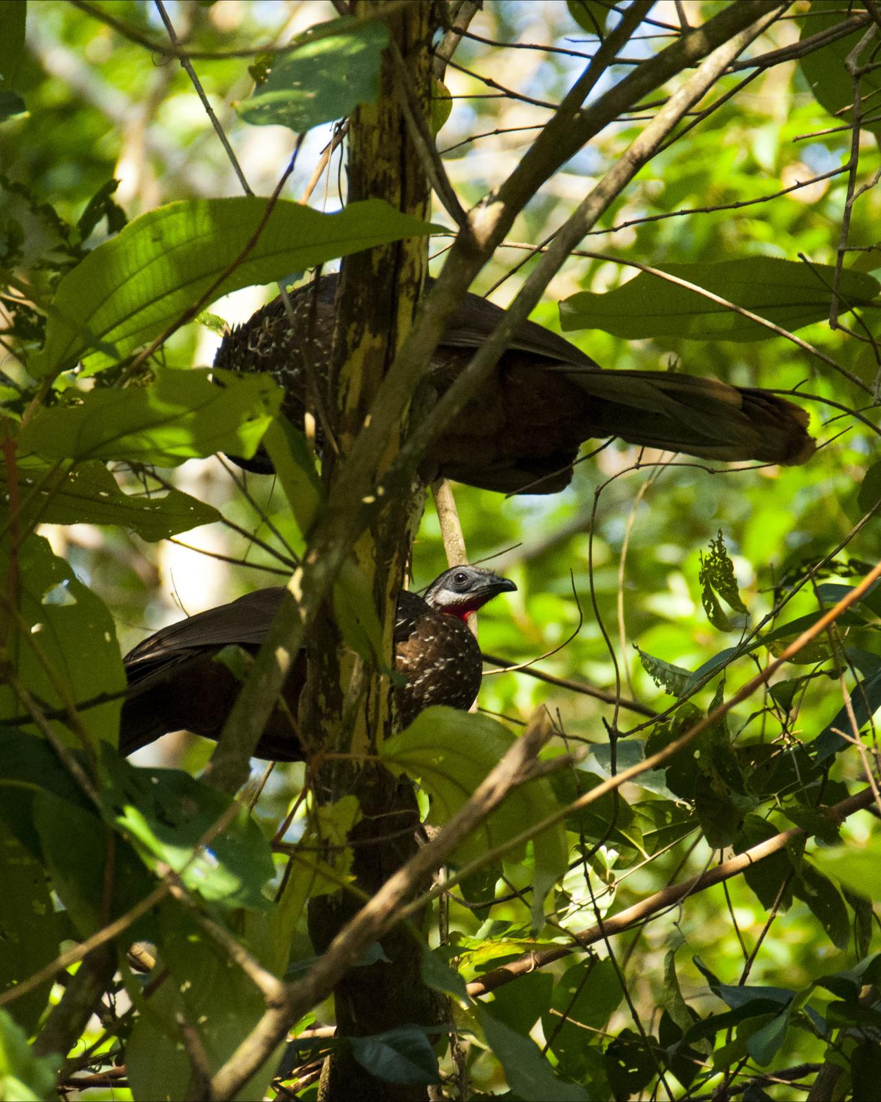 Band-tailed Guan Photo by Diego