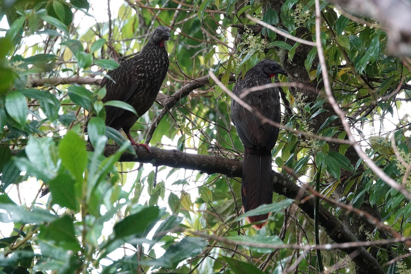 Band-tailed Guan Photo by Bonnie Clarfield-Bylin