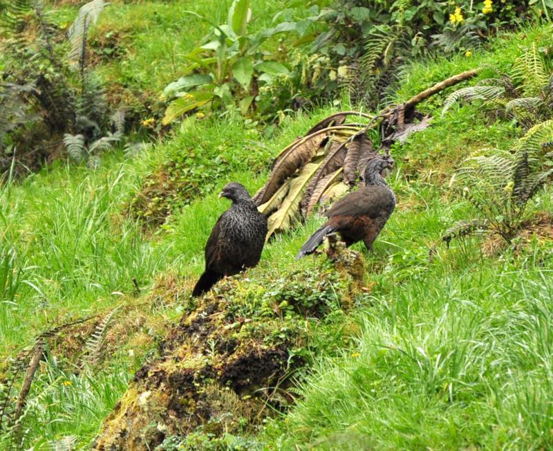 Andean Guan Photo by James Starr