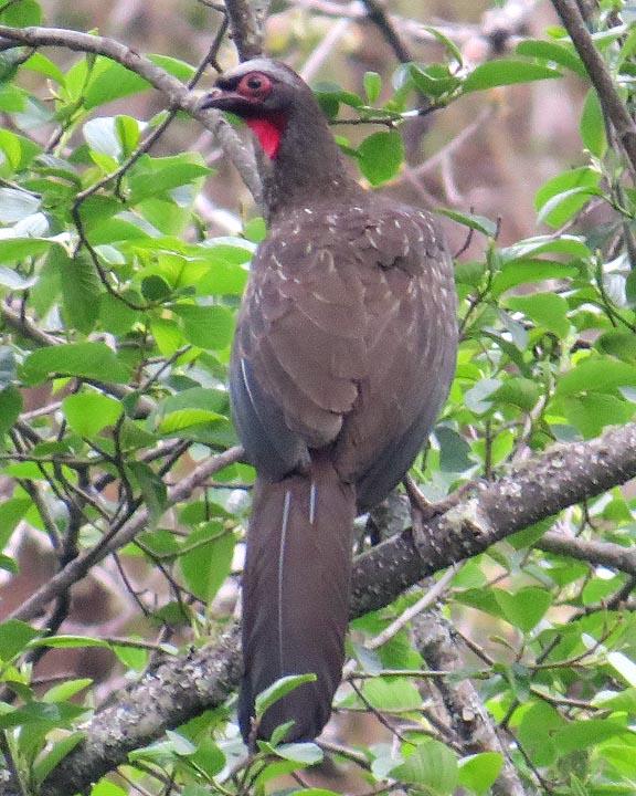 Red-faced Guan Photo by Peter Boesman