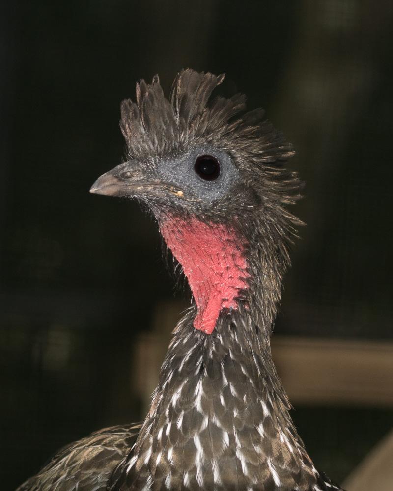 Crested Guan Photo by Chris Harrison
