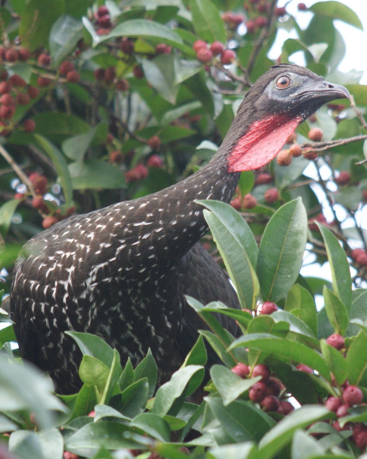 Crested Guan Photo by Robin Oxley