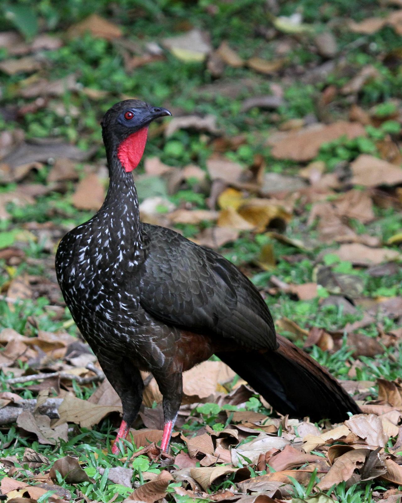 Crested Guan Photo by Matthew Grube