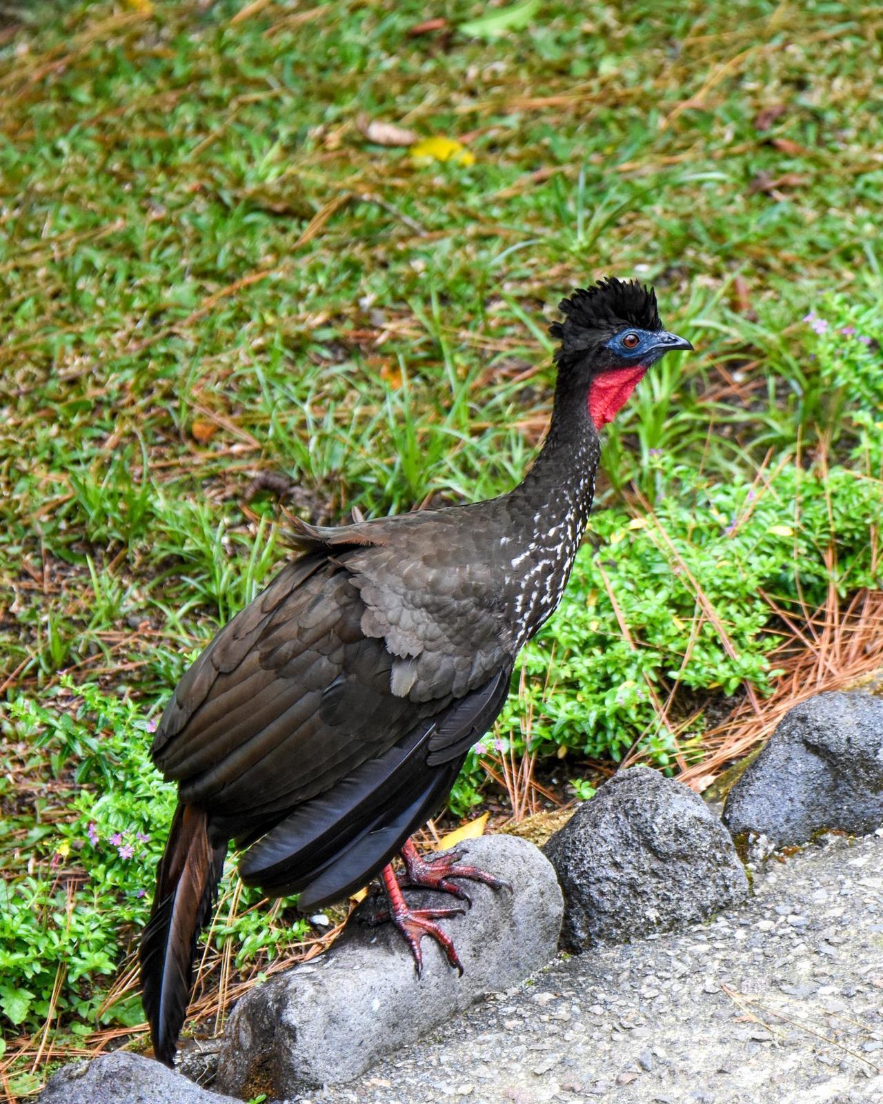 Crested Guan Photo by Cherylyn Murphy