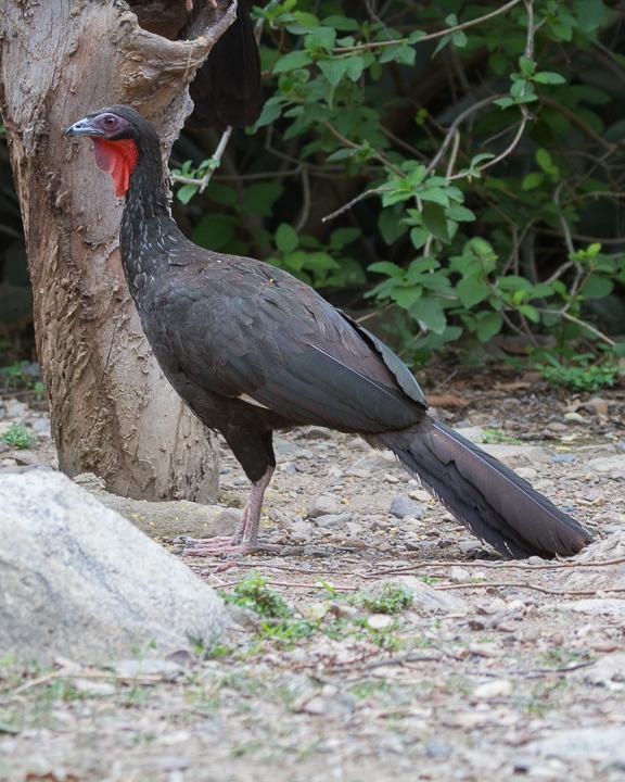White-winged Guan Photo by Robert Lewis