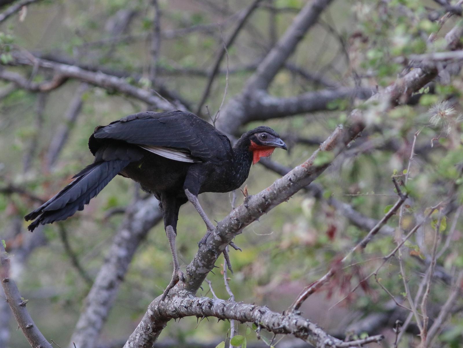 White-winged Guan Photo by Leonardo Garrigues