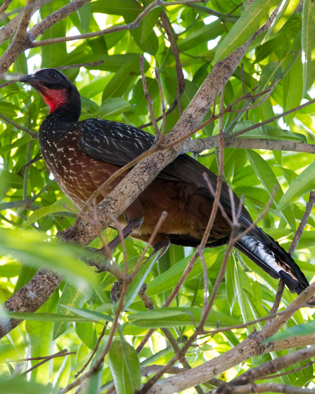 Chestnut-bellied Guan Photo by Kevin Berkoff