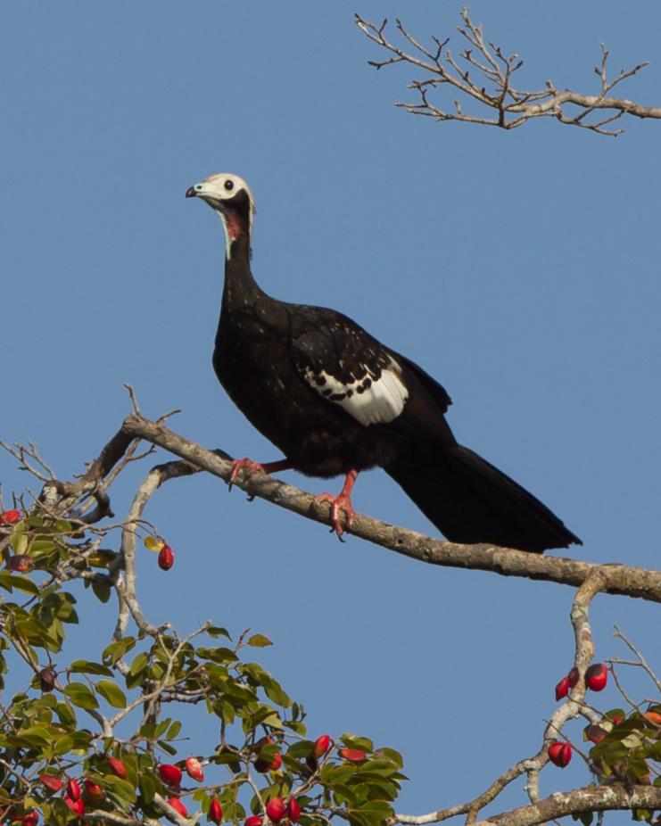 Red-throated Piping-Guan Photo by Kevin Berkoff