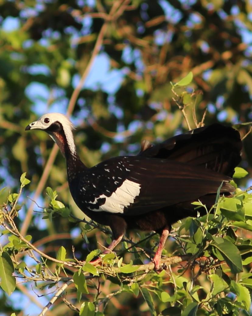 Red-throated Piping-Guan Photo by Rohan van Twest