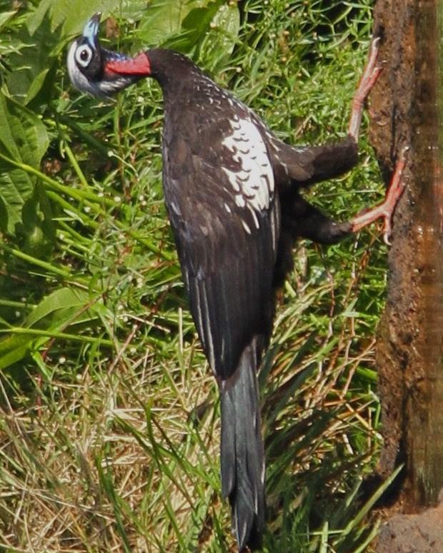 Black-fronted Piping-Guan Photo by Marcelo Padua