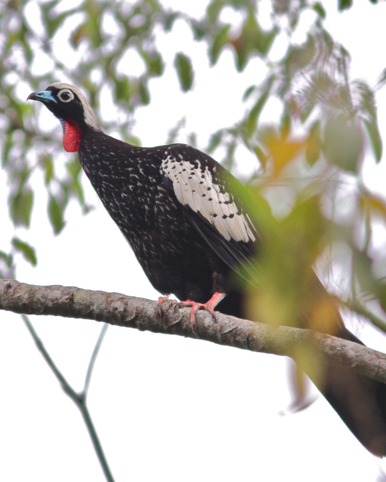 Black-fronted Piping-Guan Photo by Marcelo Padua