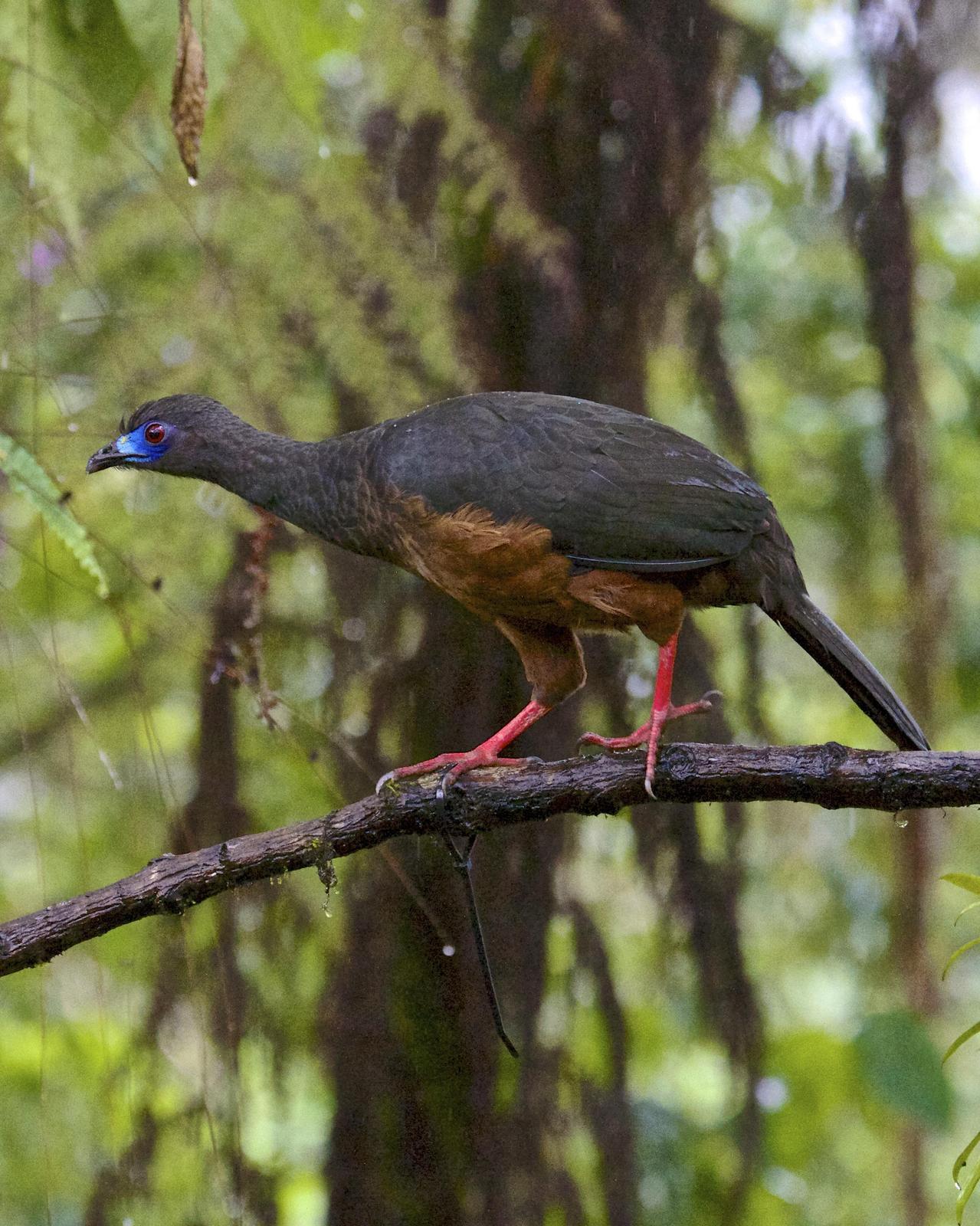 Sickle-winged Guan Photo by Gerald Friesen