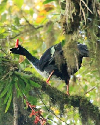 Horned Guan Photo by Rene Valdes