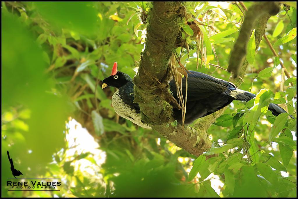 Horned Guan Photo by Rene Valdes