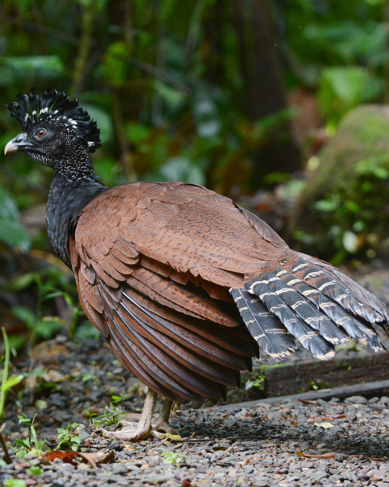 Great Curassow Photo by David Hollie