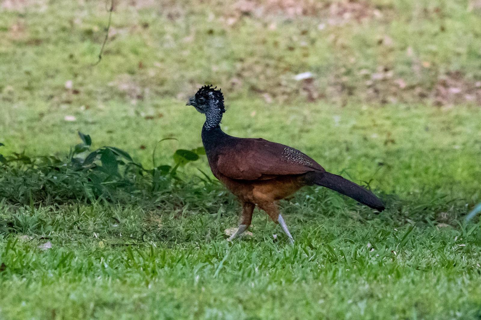 Great Curassow Photo by Gerald Hoekstra