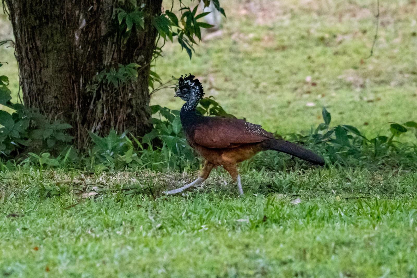 Great Curassow Photo by Gerald Hoekstra