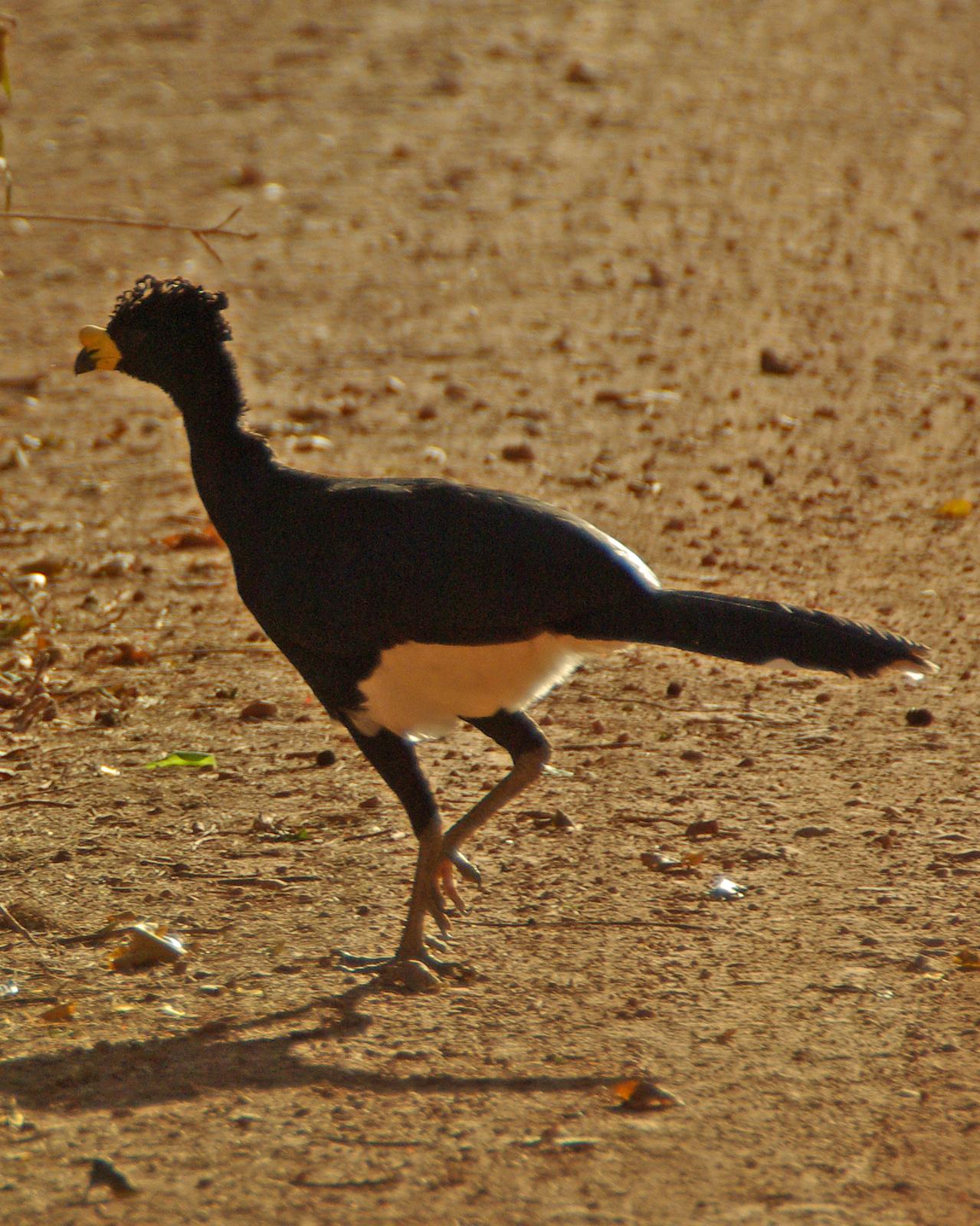 Yellow-knobbed Curassow Photo by Robert Polkinghorn
