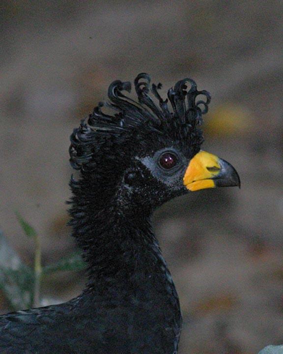 Bare-faced Curassow Photo by Peter Boesman