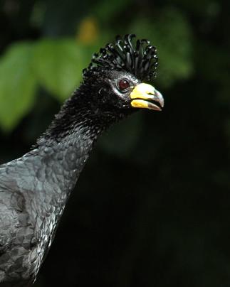 Bare-faced Curassow Photo by Marcelo Padua