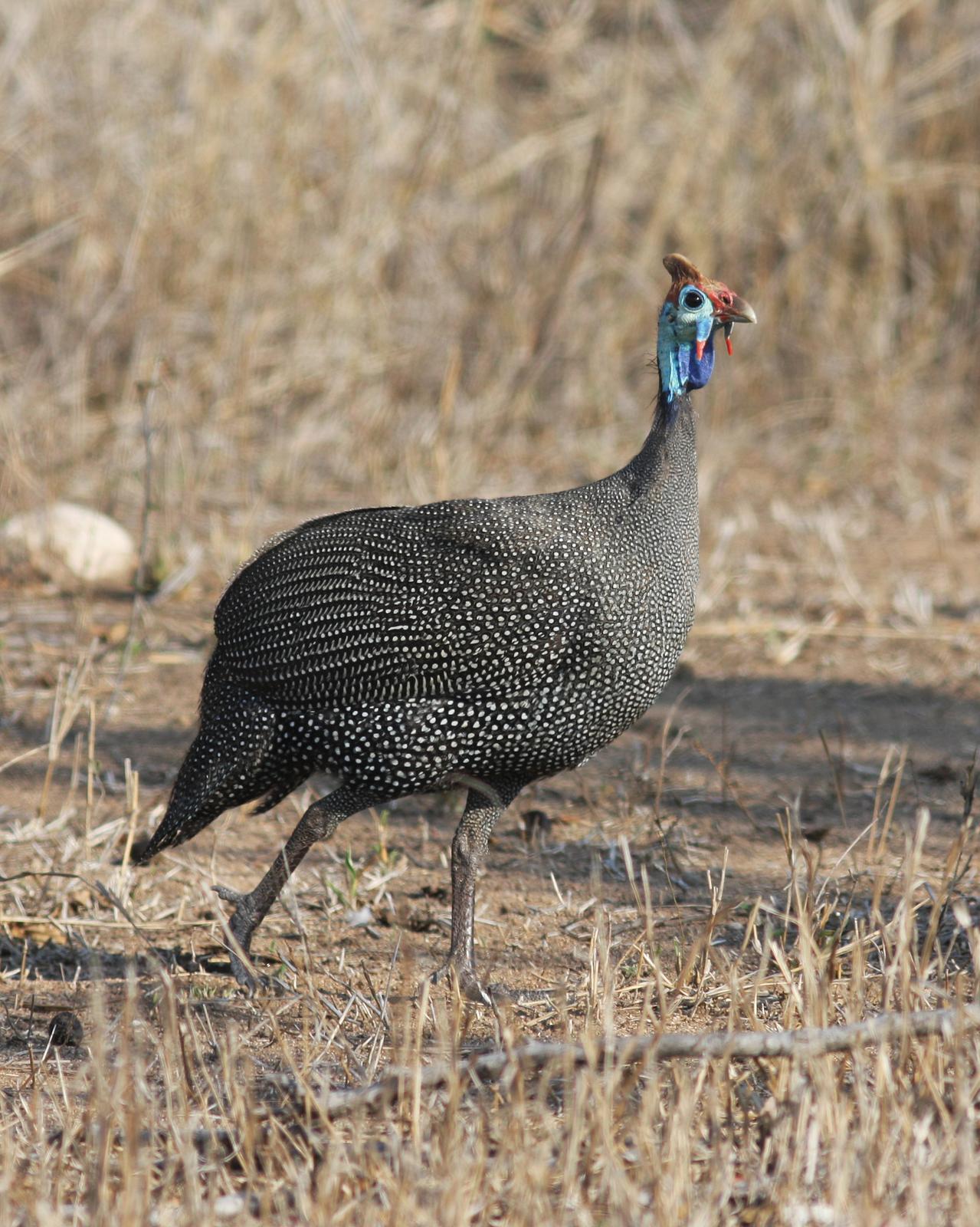 Helmeted Guineafowl Photo by Henk Baptist