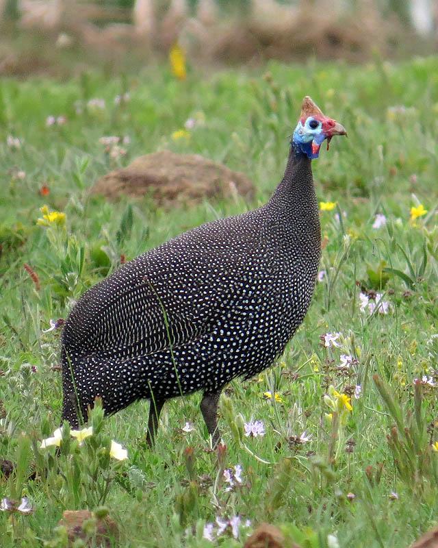 Helmeted Guineafowl Photo by Peter Boesman