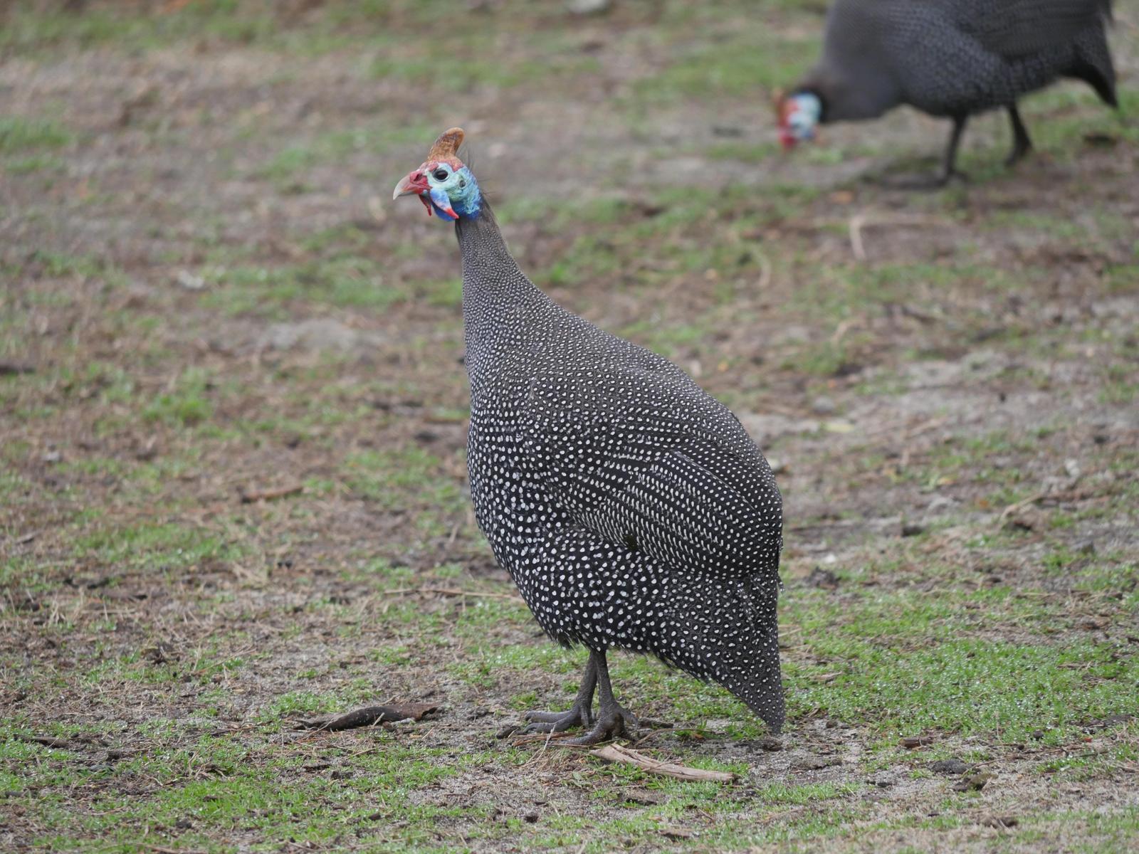 Helmeted Guineafowl Photo by Peter Lowe