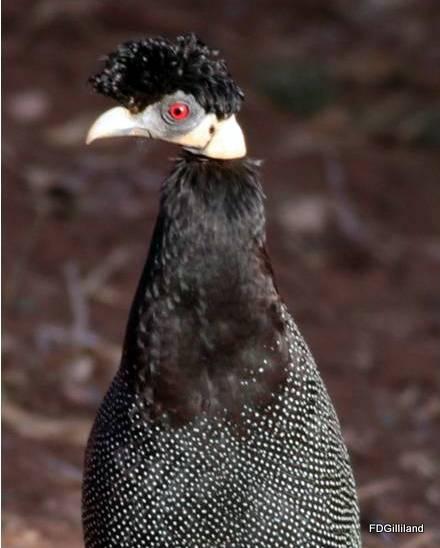 Crested Guineafowl Photo by Frank Gilliland