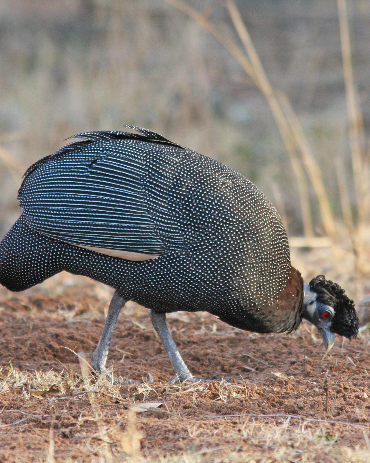Crested Guineafowl Photo by Henk Baptist