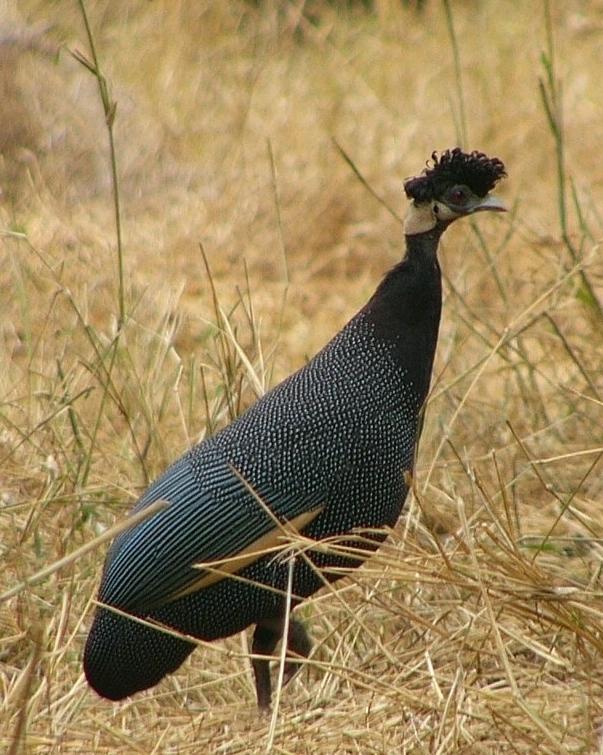 Crested Guineafowl Photo by Richard  Lowe