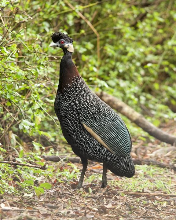 Crested Guineafowl Photo by Denis Rivard
