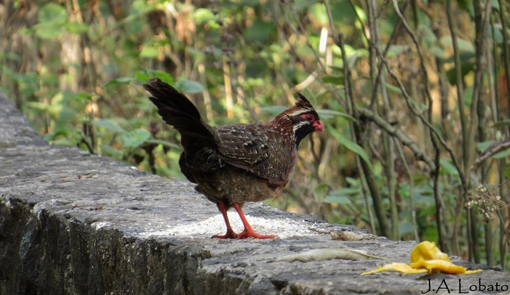 Long-tailed Wood-Partridge Photo by Alberto Lobato