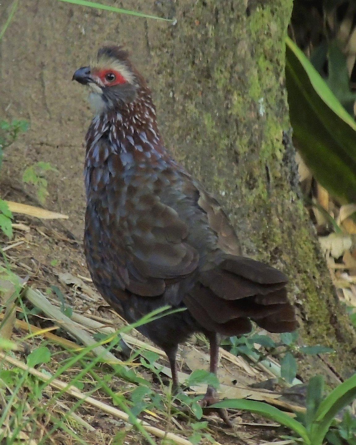 Buffy-crowned Wood-Partridge Photo by Andres Duarte