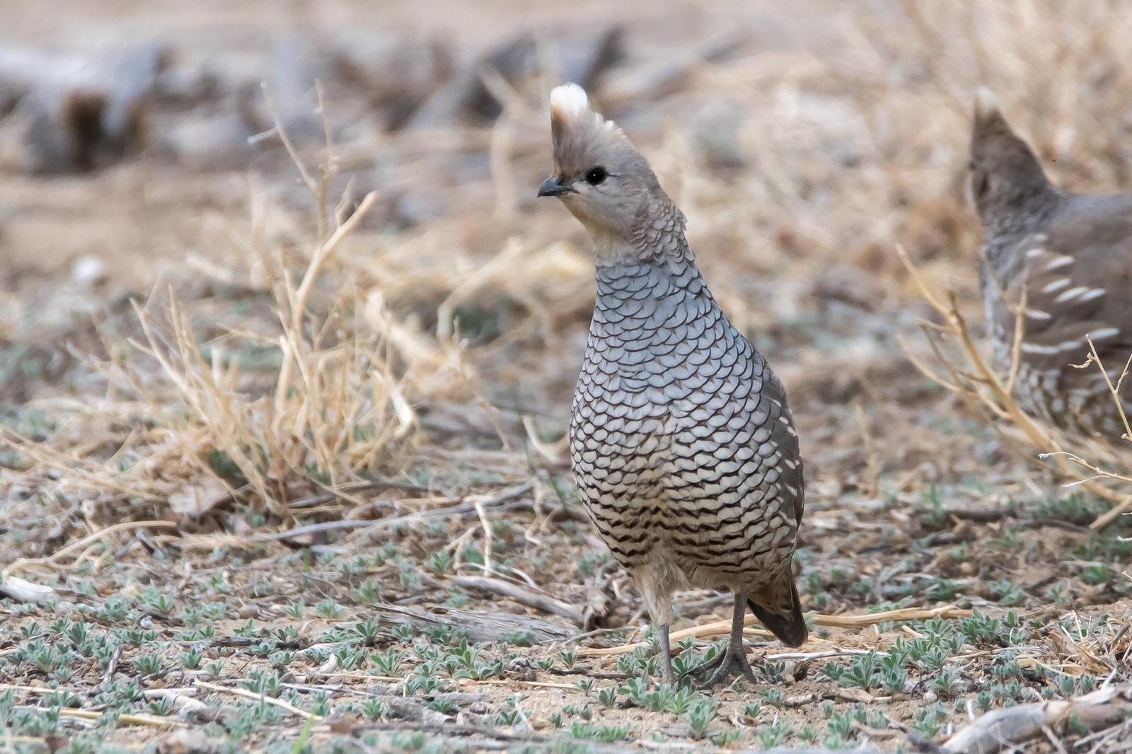 Scaled Quail Photo by Gerald Hoekstra