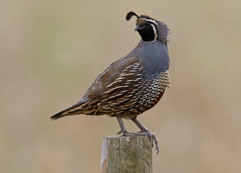 California Quail Photo by Emily Willoughby