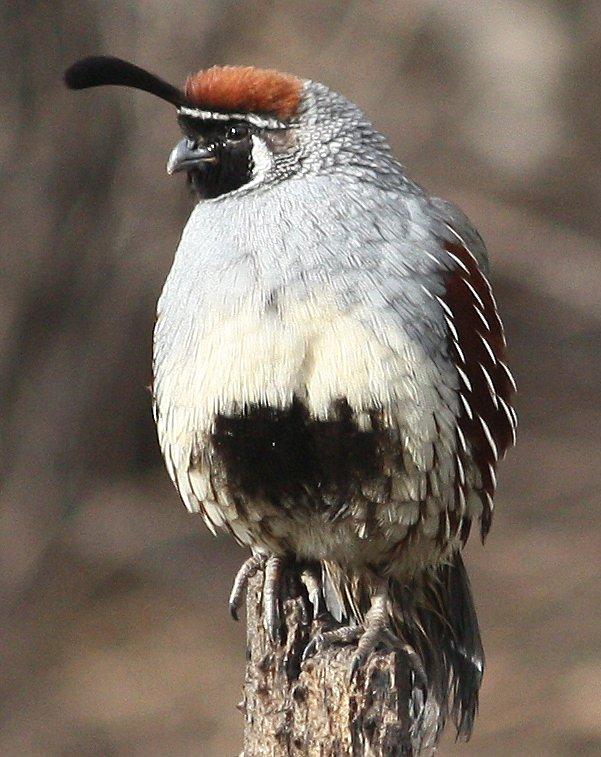 Gambel's Quail Photo by Andrew Core
