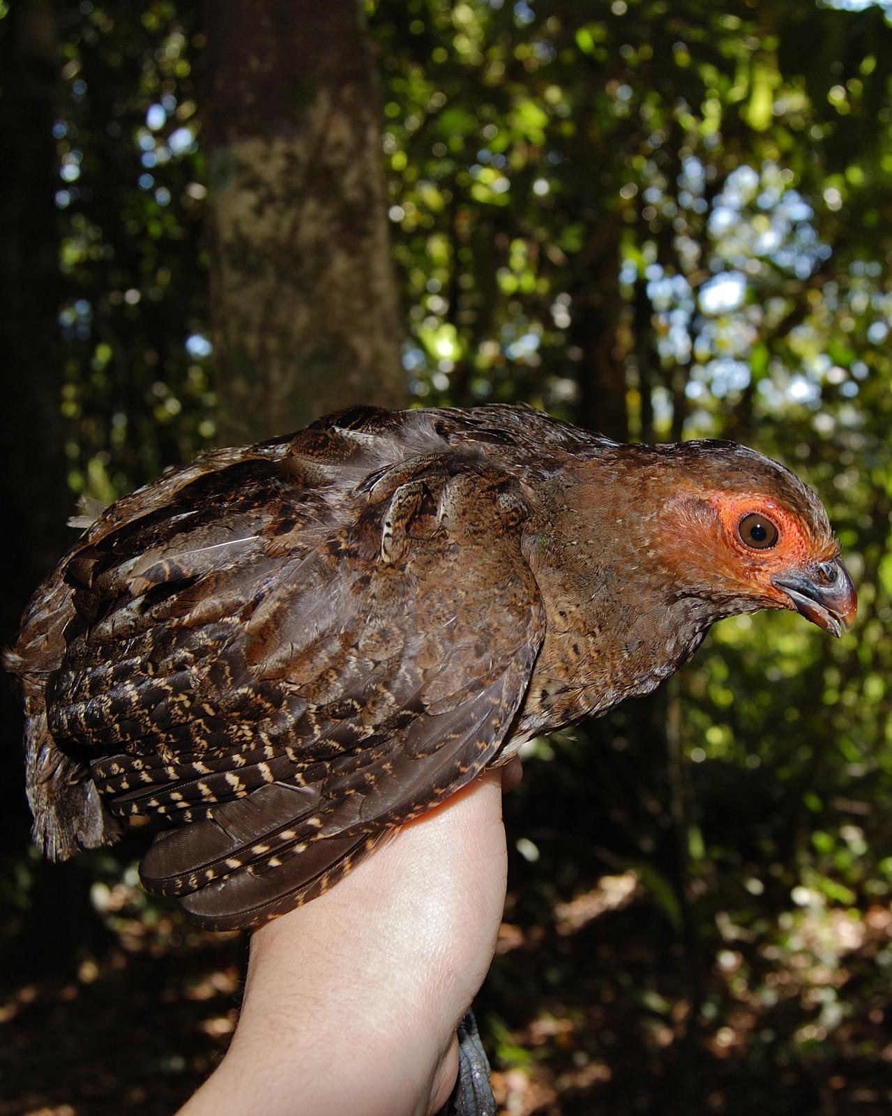 Marbled Wood-Quail Photo by Leslie E. Tucci