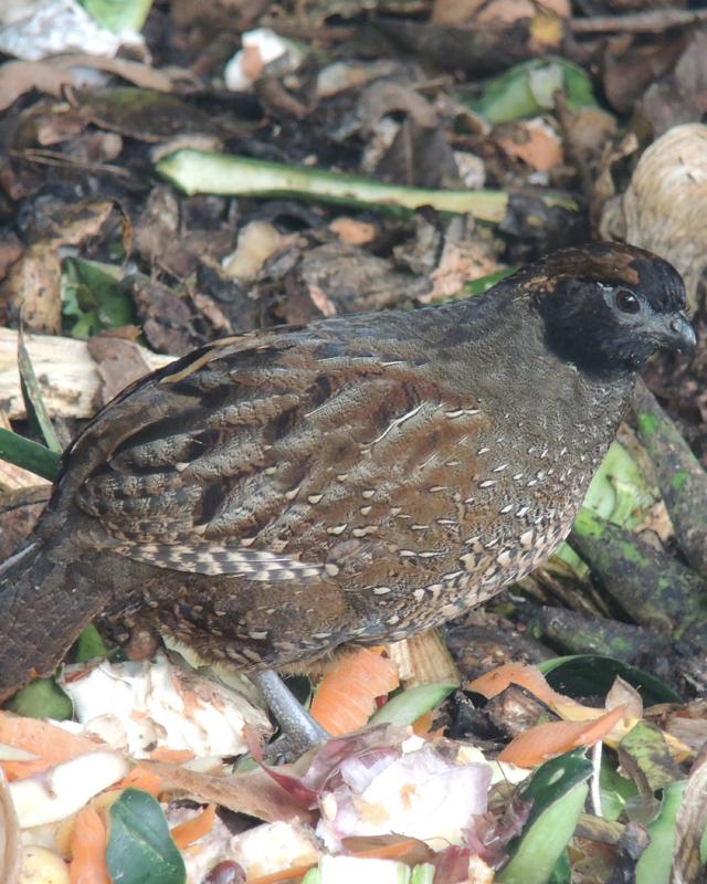 Black-fronted Wood-Quail Photo by Christopher Calonje