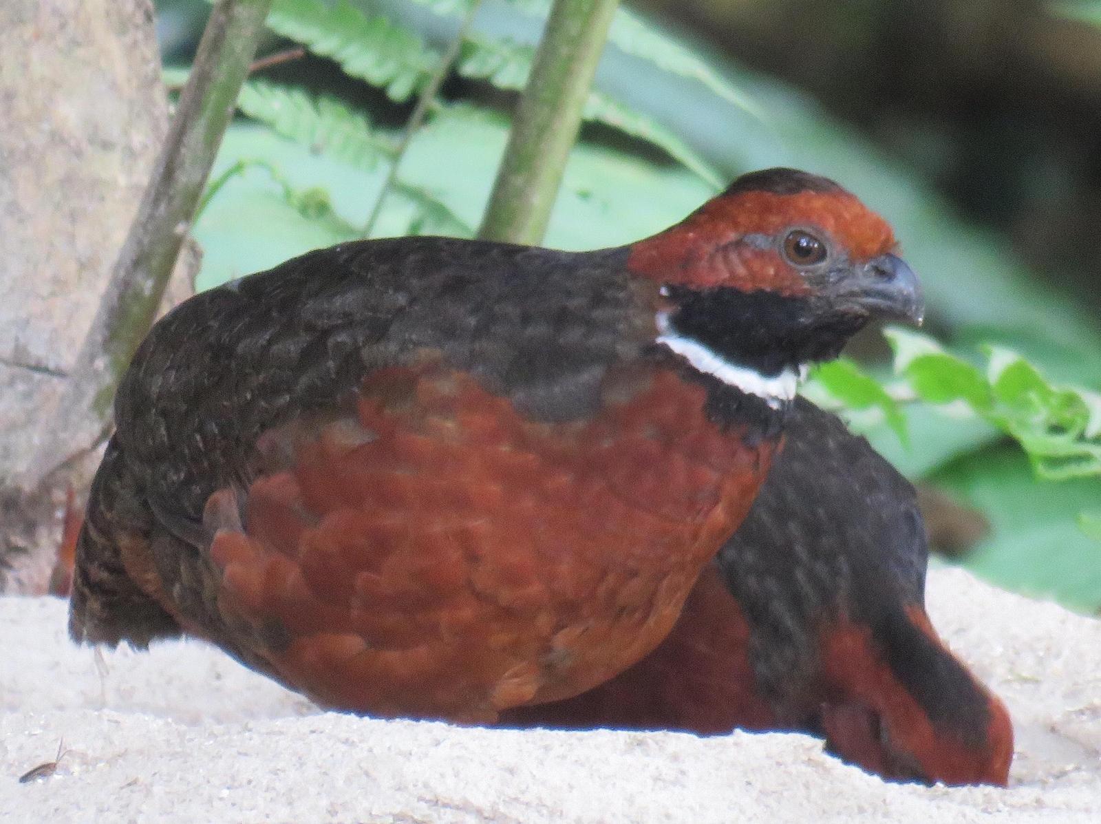 Rufous-fronted Wood-Quail Photo by Laura Wilson