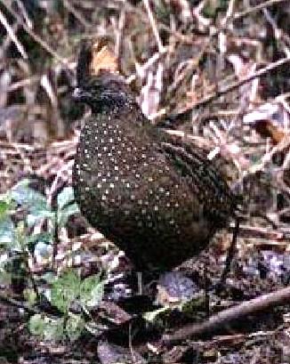 Spotted Wood-Quail Photo by Michael L. P. Retter