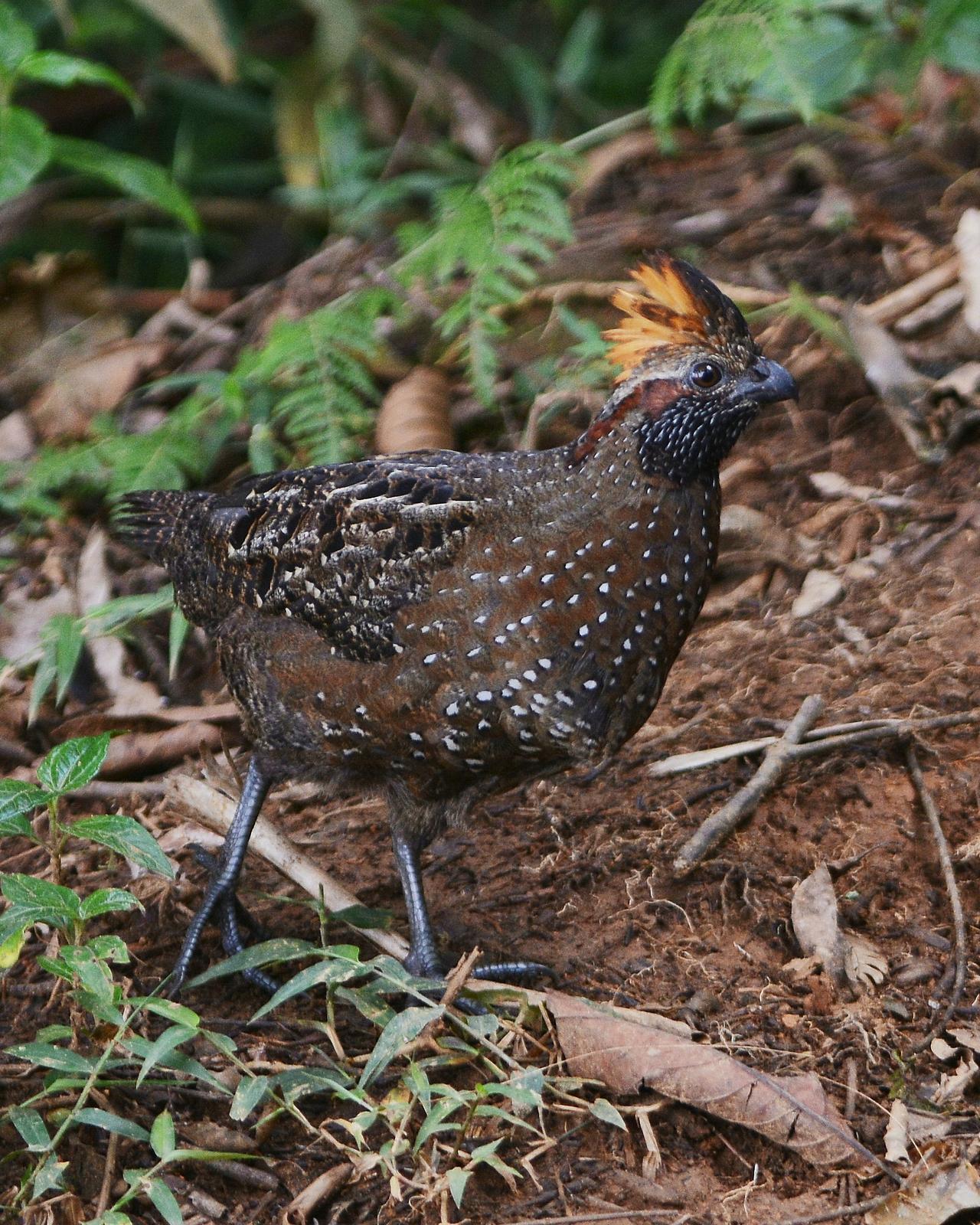 Spotted Wood-Quail Photo by David Hollie