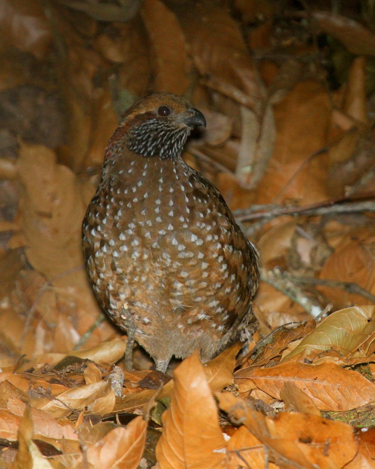 Spotted Wood-Quail Photo by Matthew Grube