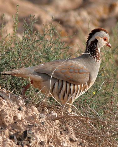 Barbary Partridge Photo by Stephen Daly