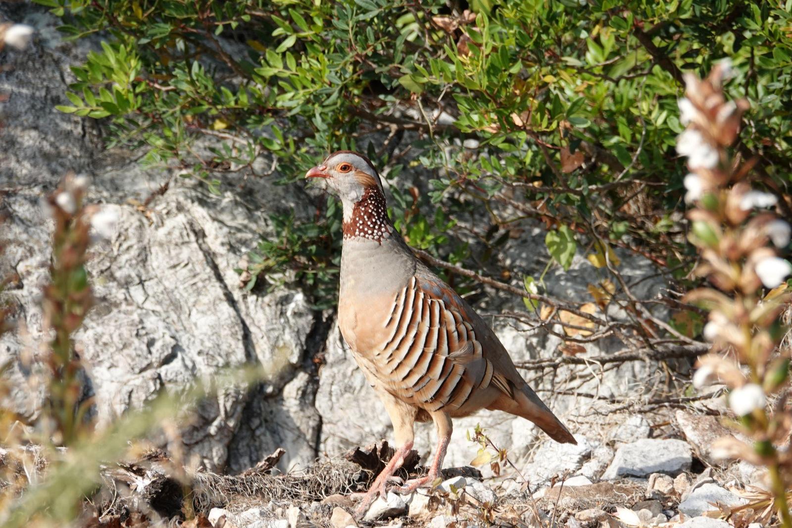 Barbary Partridge Photo by Bonnie Clarfield-Bylin