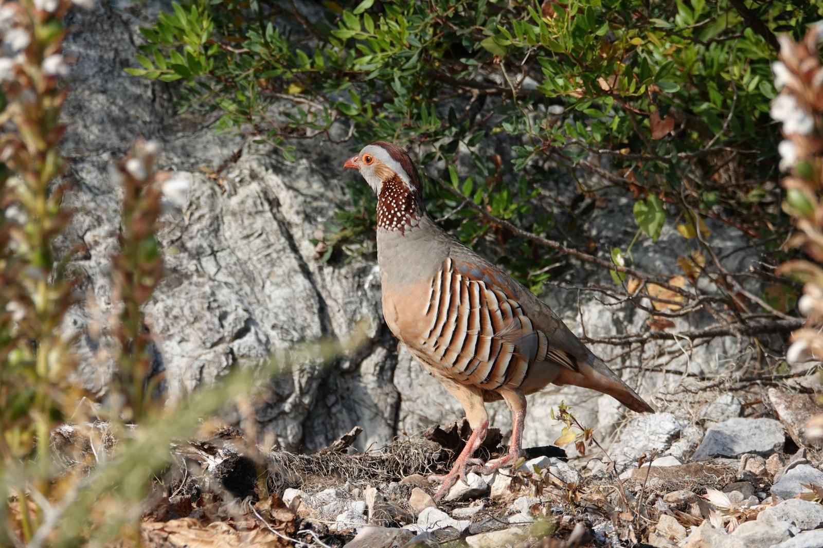 Barbary Partridge Photo by Bonnie Clarfield-Bylin