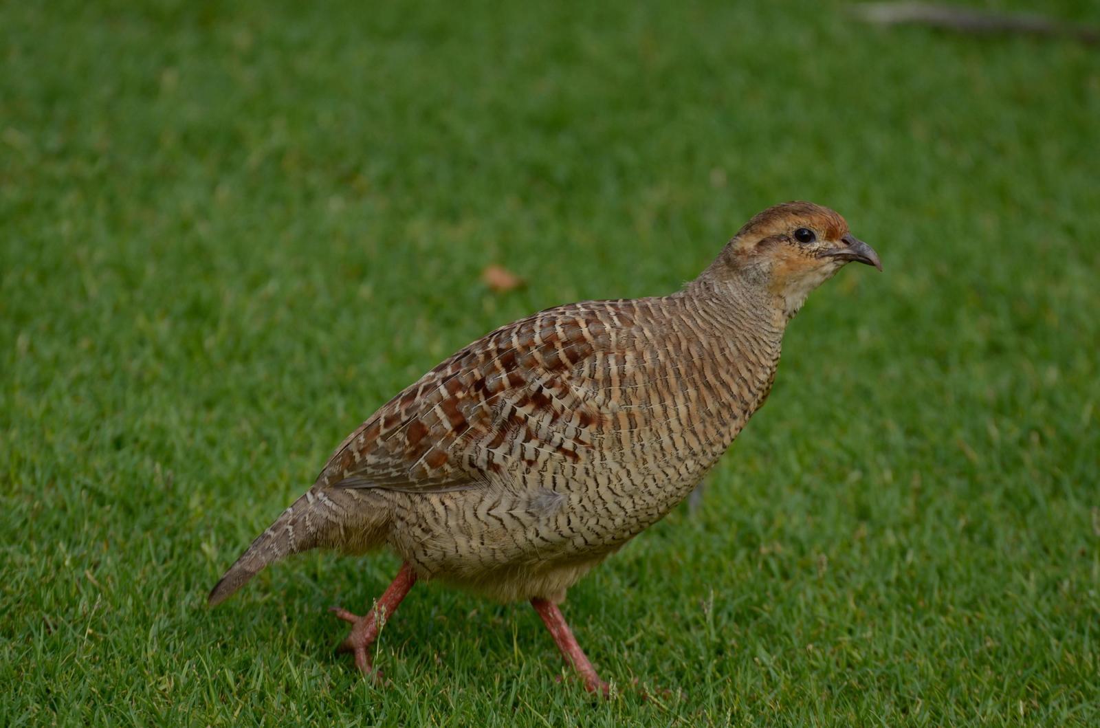 Gray Francolin Photo by Scott Yerges