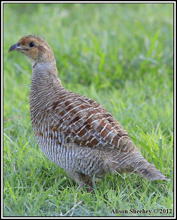 Gray Francolin Photo by Alison Sheehey